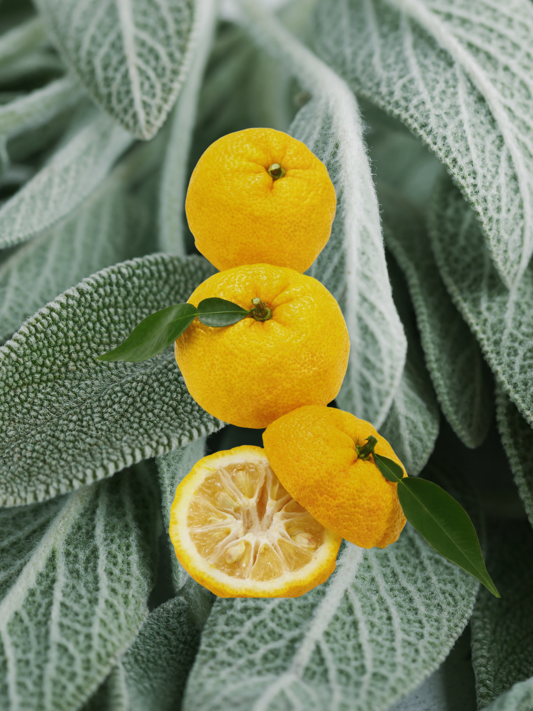 Three bright yellow citrus fruits, including one sliced open to show the pulp, nestled among large textured sage green leaves.