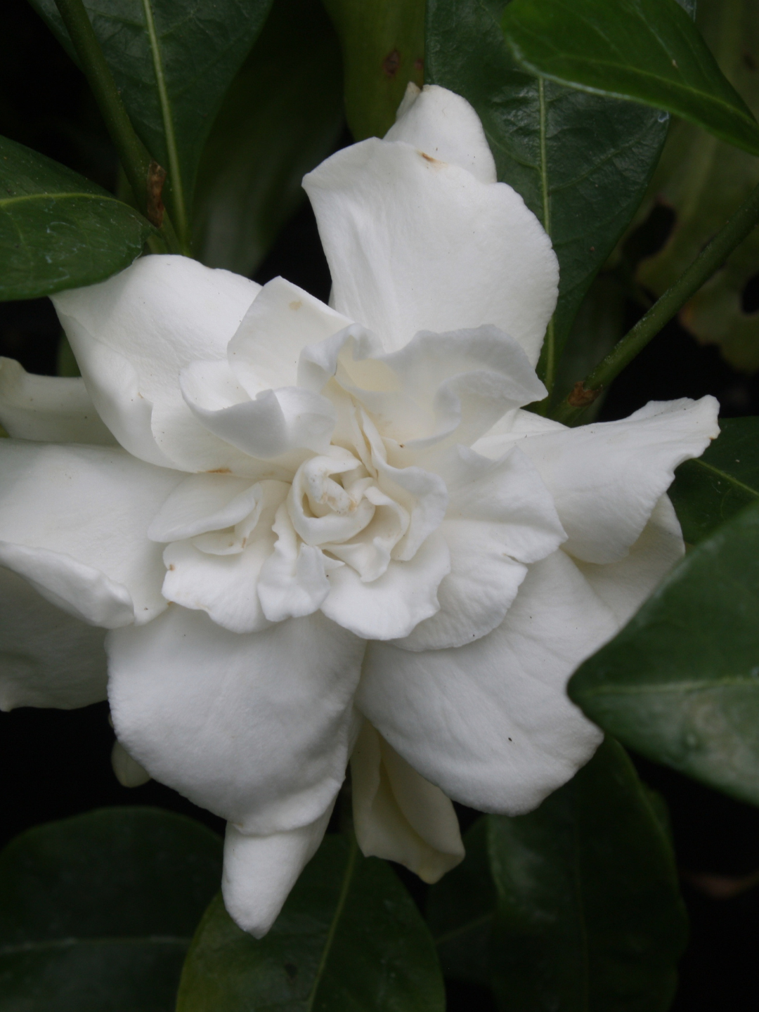 A close-up of a white gardenia flower in full bloom, surrounded by dark green leaves.
